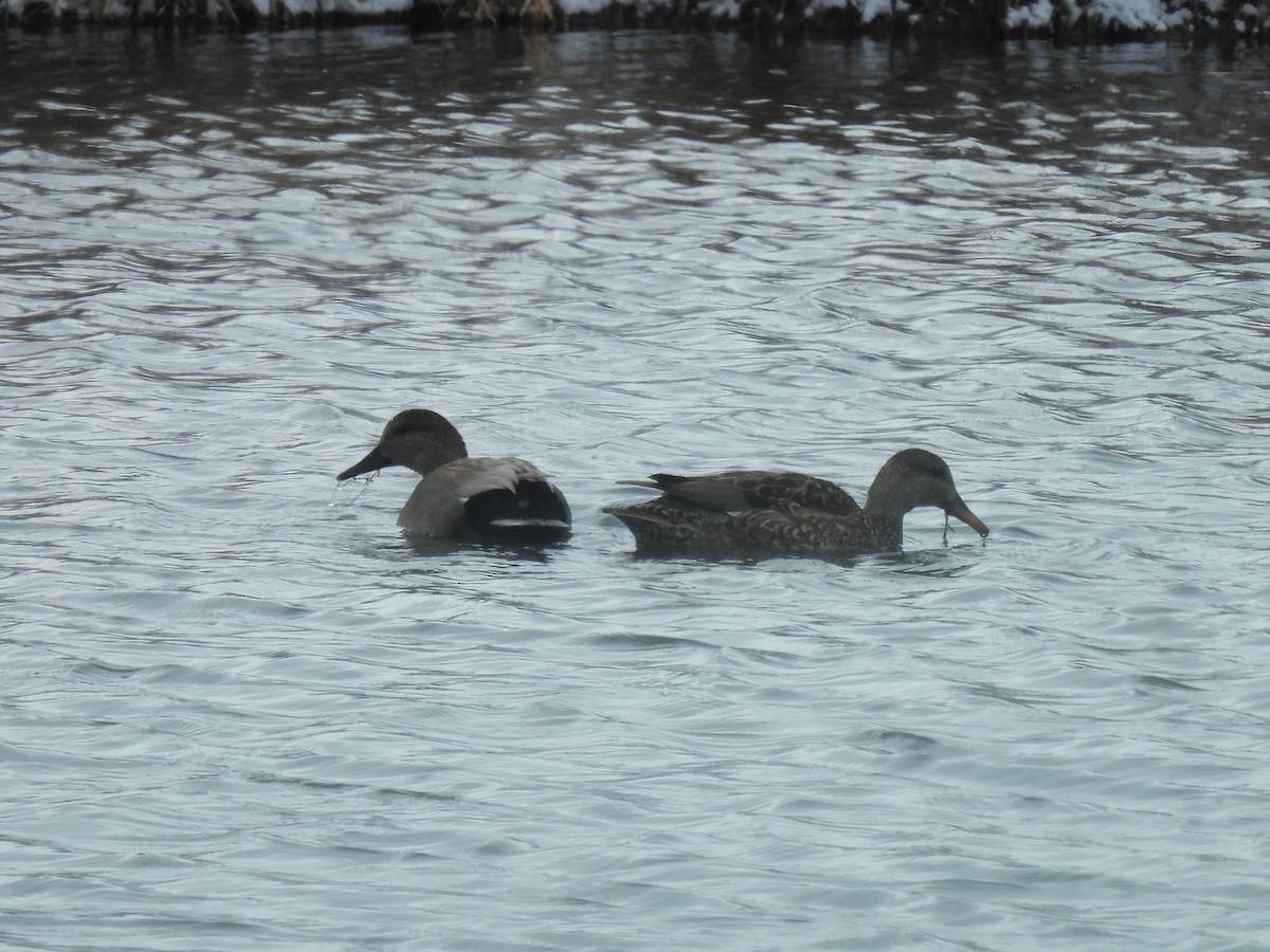 Gadwall - ML646377181