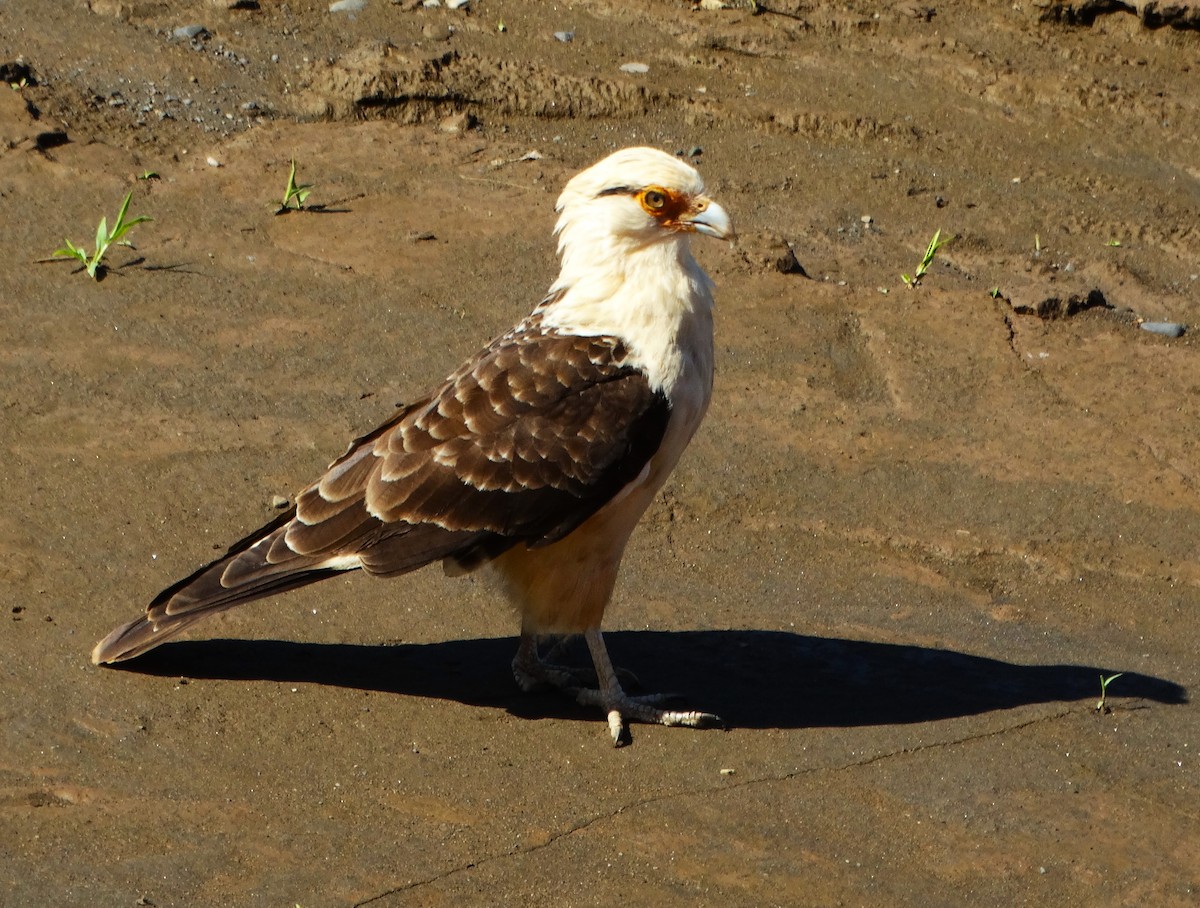 Yellow-headed Caracara - ML646377184