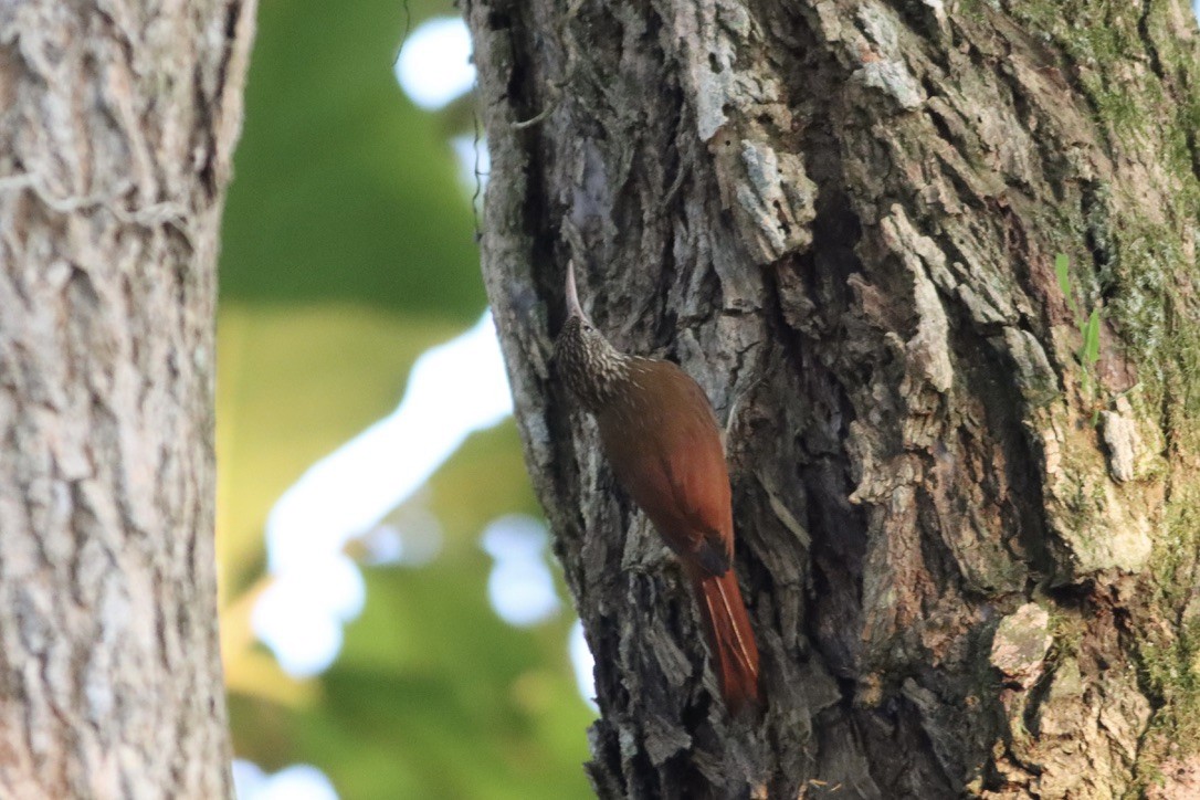 Streak-headed Woodcreeper - ML646377185