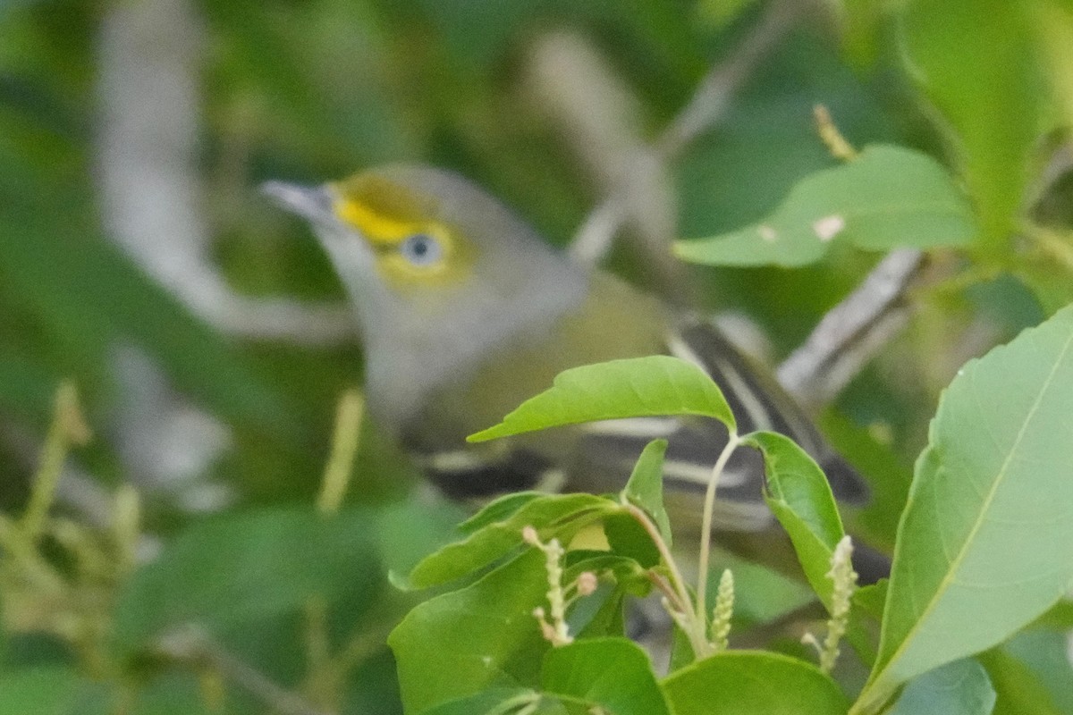 White-eyed Vireo - ML646377187
