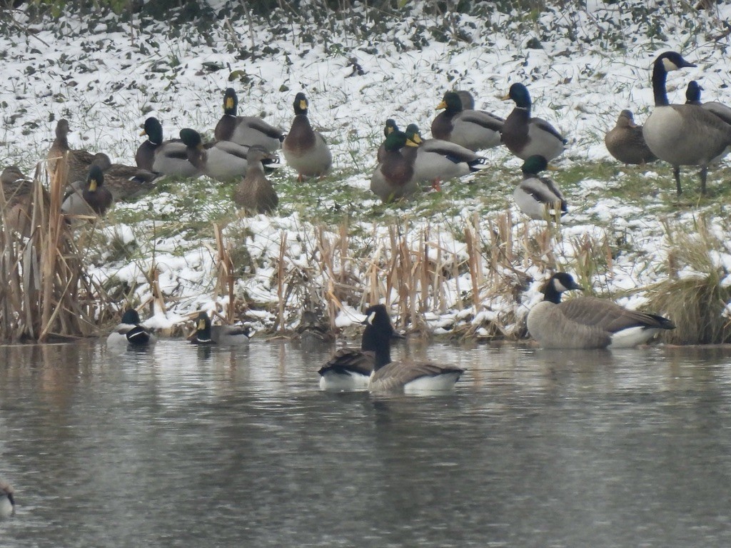 Mallard - ML646377189