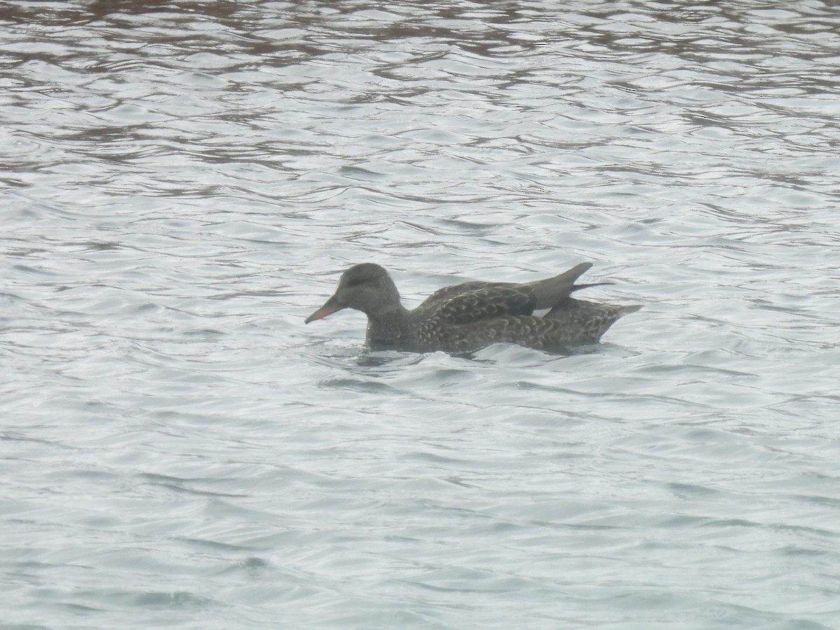 Gadwall - ML646377190