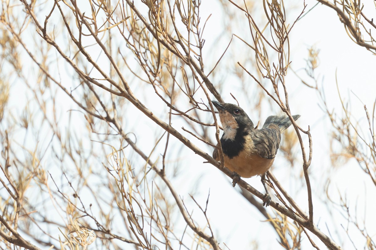 Rufous Whistler - ML646377191