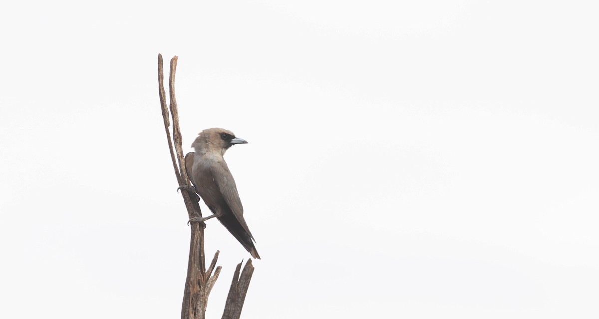 Black-faced Woodswallow (Black-vented) - ML646377192