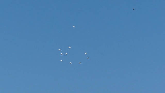 American White Pelican - ML646377193