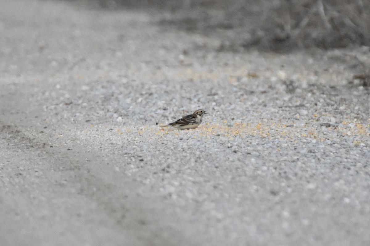 Lapland Longspur - ML646377194