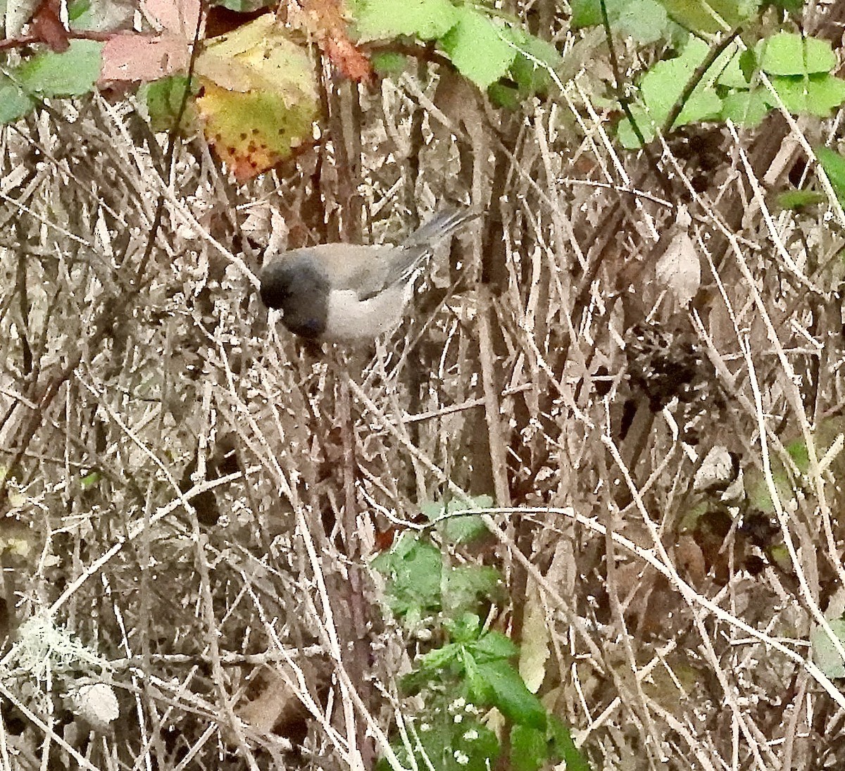 Dark-eyed Junco - ML646377195