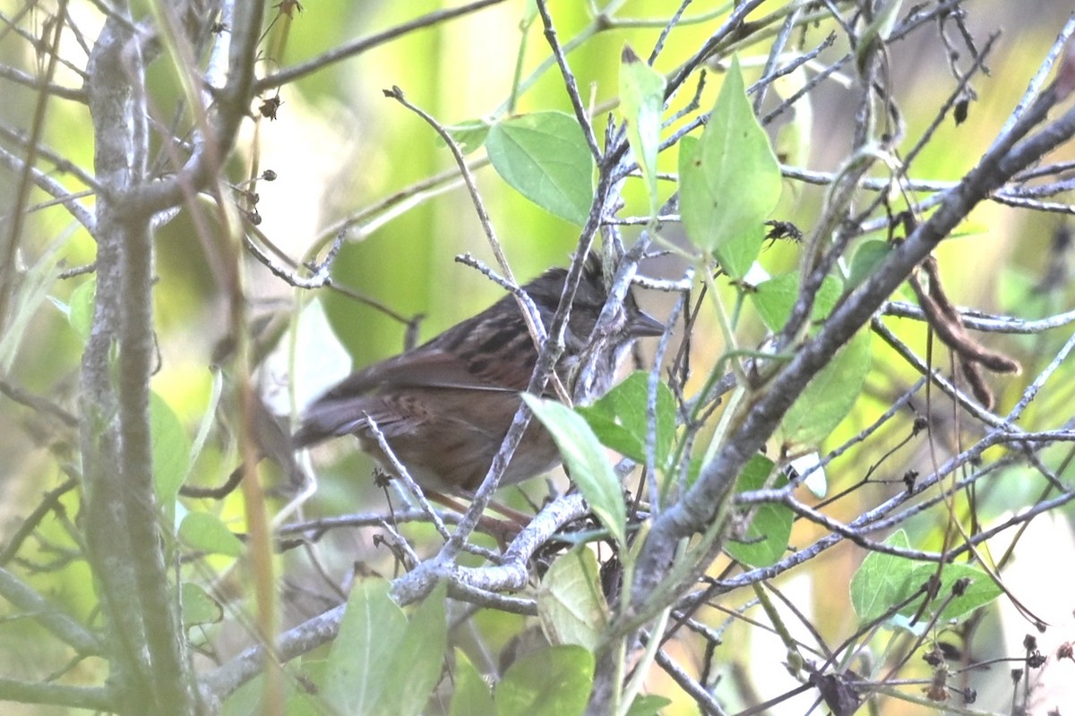 Swamp Sparrow - ML646377198