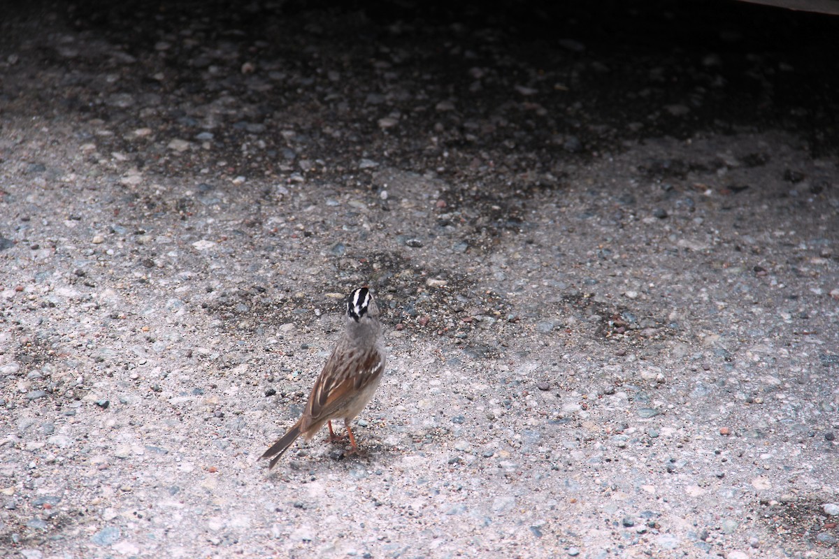 White-crowned Sparrow - ML646377199