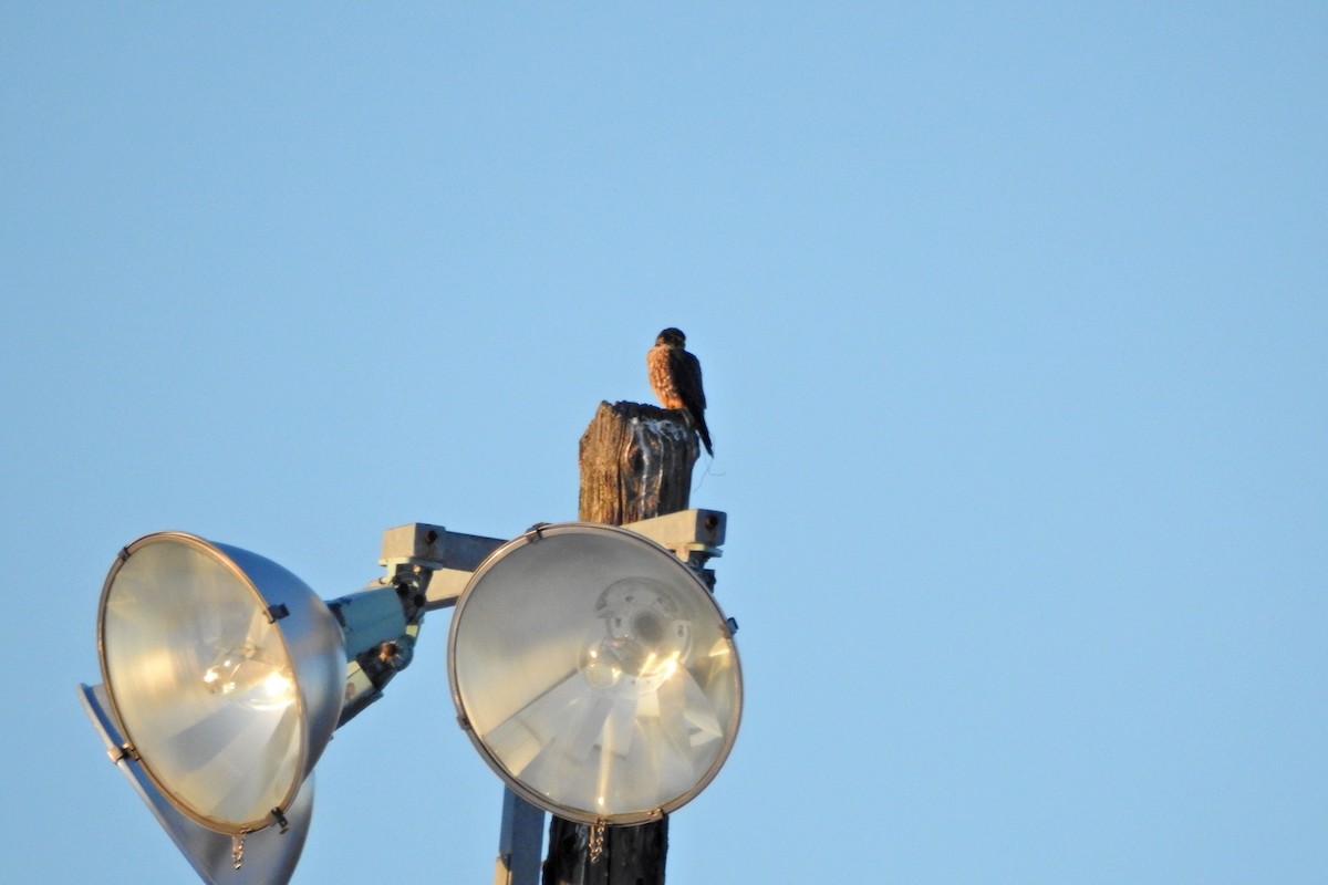 Merlin - ML646377200