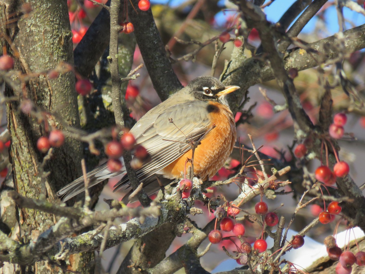 Zorzal Americano - ML646377203