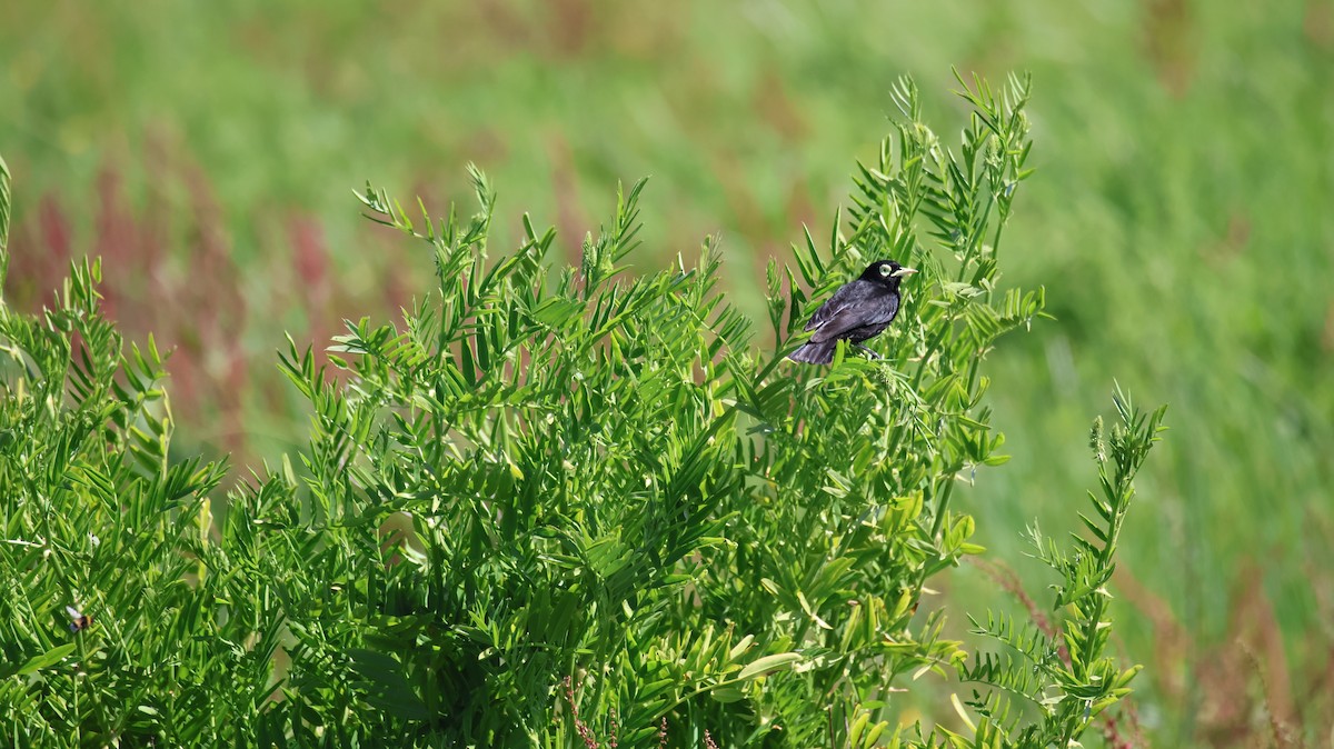 Spectacled Tyrant - ML646377204
