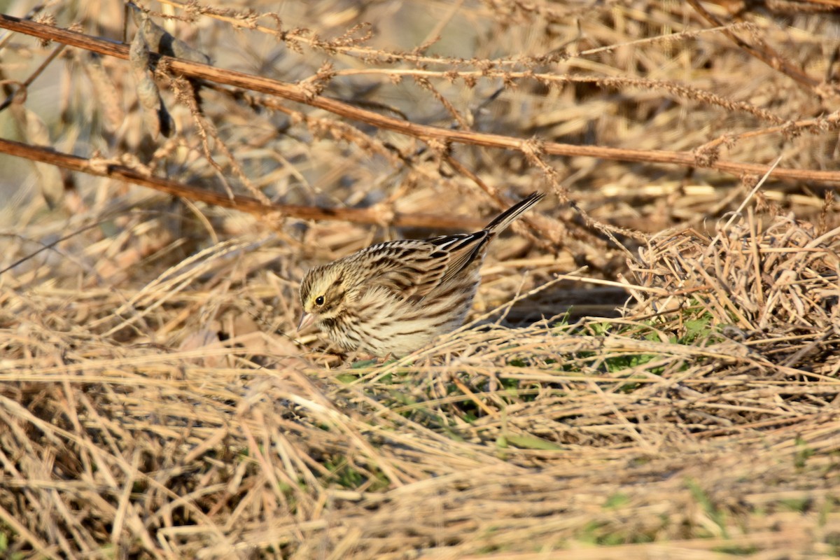 Savannah Sparrow - ML646377205