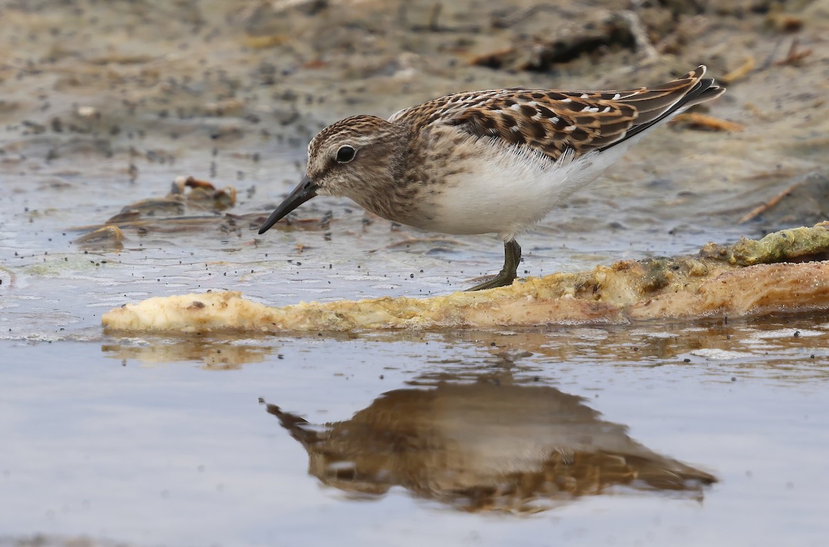Least Sandpiper - ML646377207