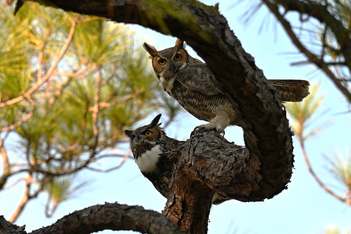 Пугач віргінський - ML646377209