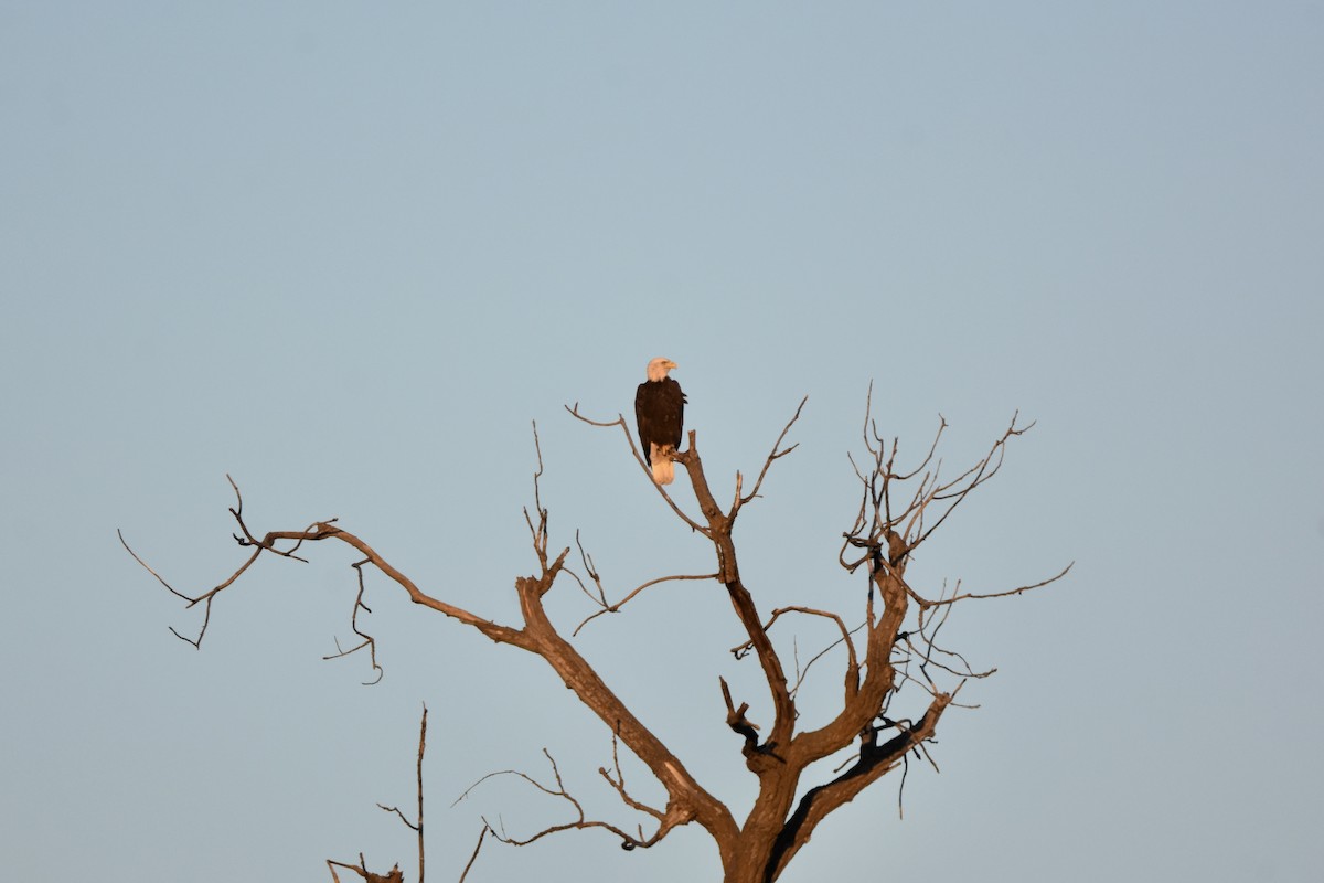 Bald Eagle - ML646377211