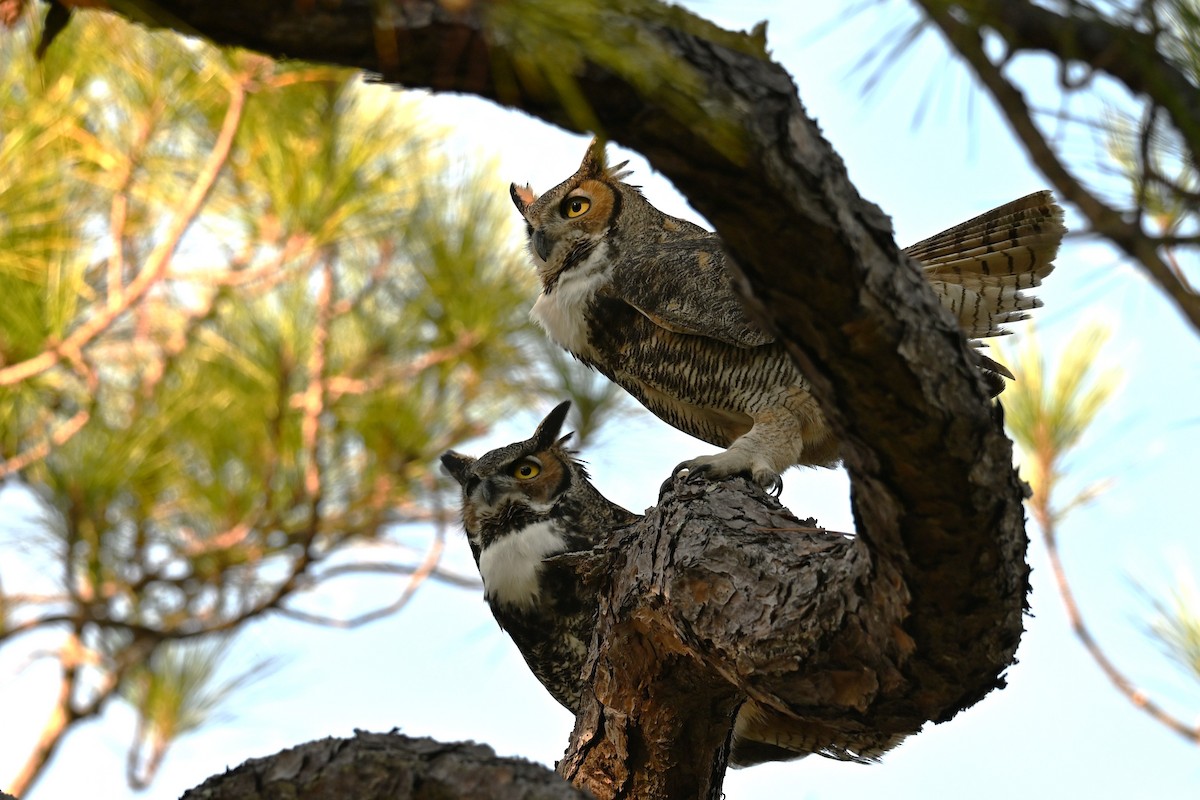 Пугач віргінський - ML646377212