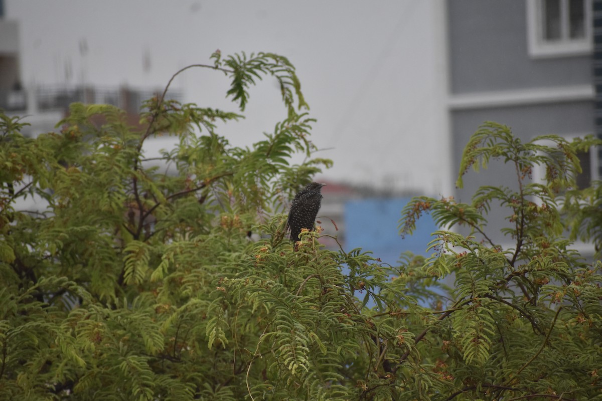 Asian Koel - ML646377213