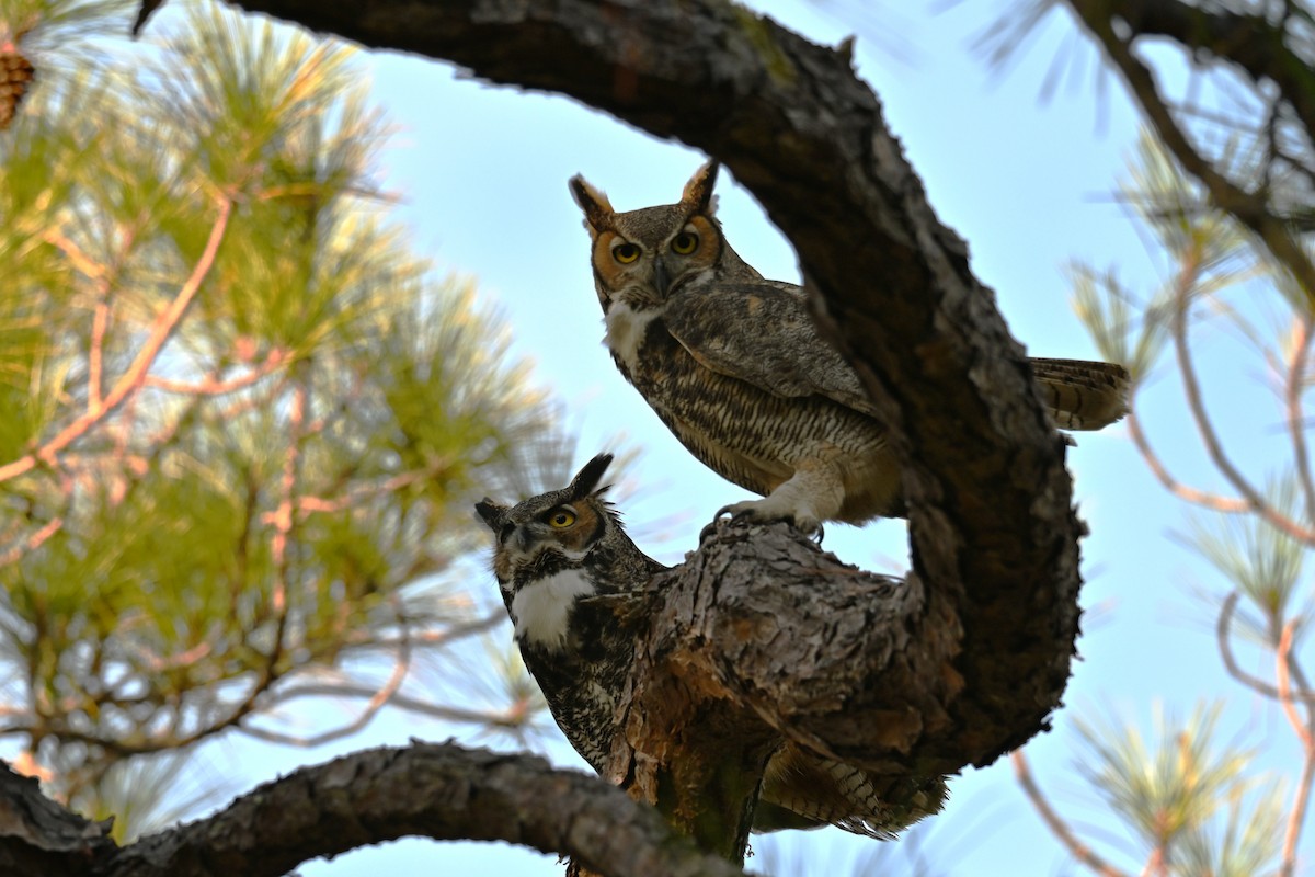 Пугач віргінський - ML646377214