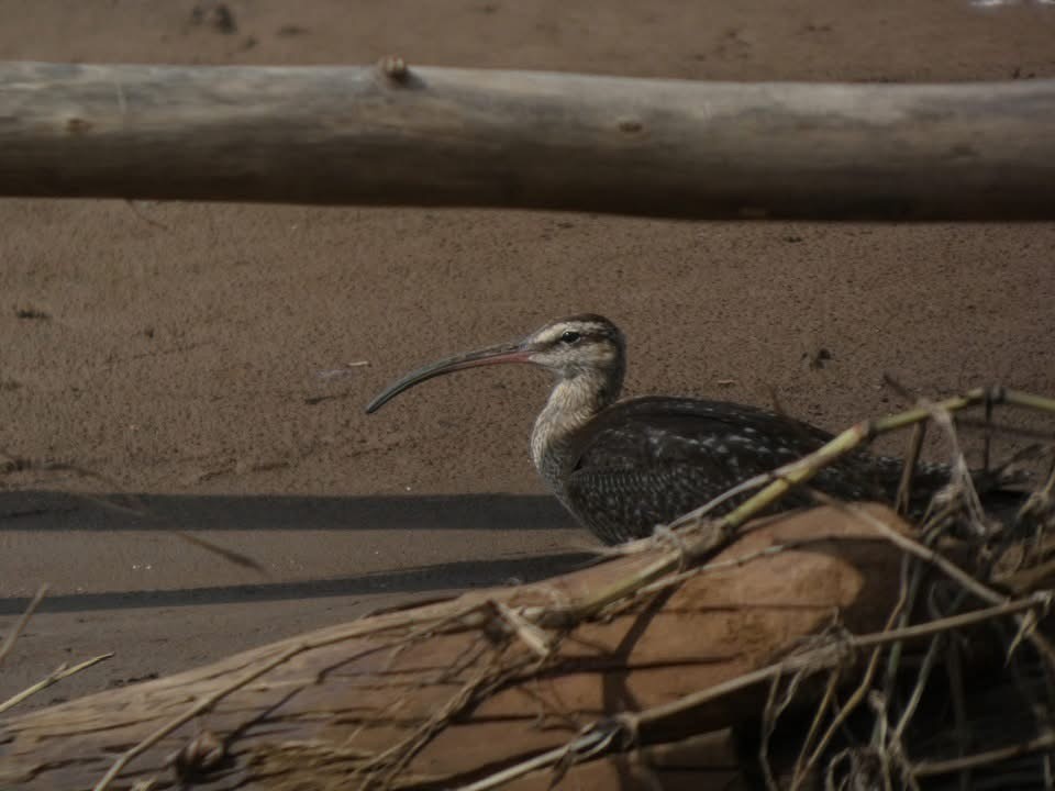 Hudsonian Whimbrel - ML646377217