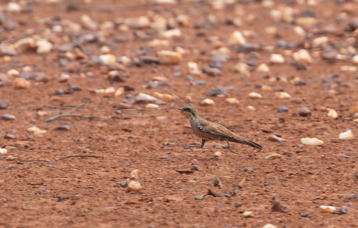 Western Quail-thrush - ML646377218