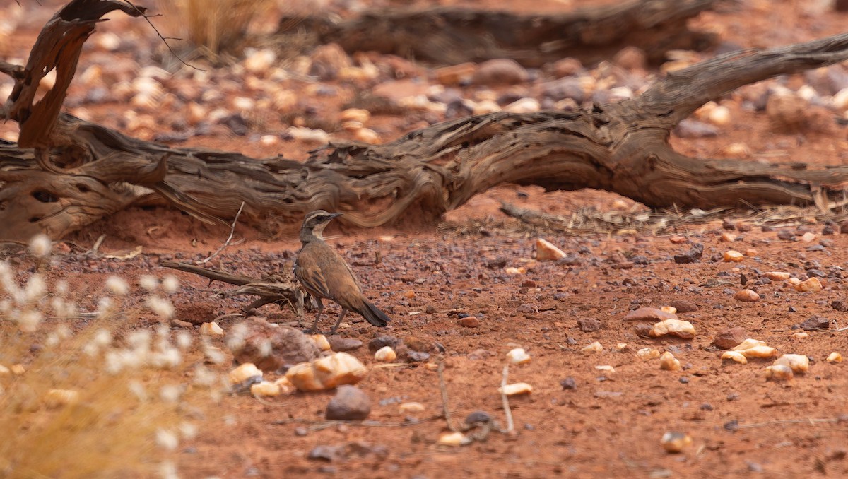 Western Quail-thrush - ML646377219