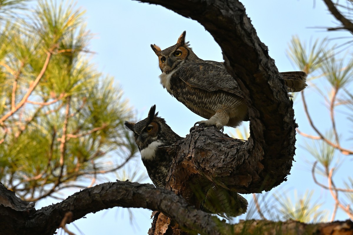 Пугач віргінський - ML646377220