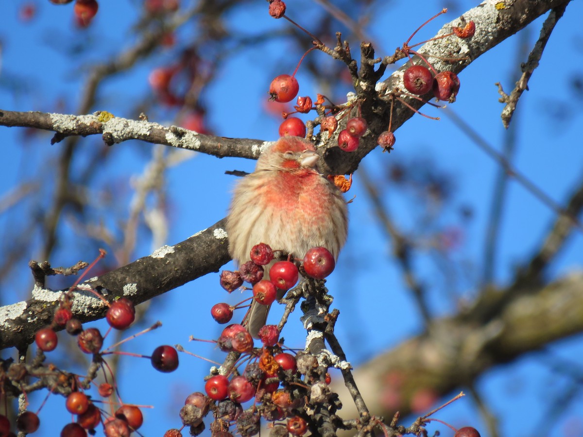 Camachuelo Mexicano - ML646377222