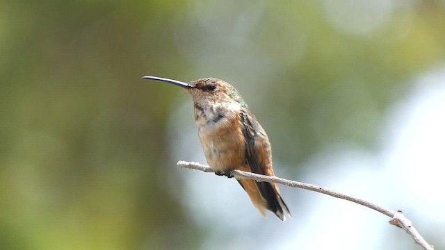 Allen's Hummingbird - ML646377223