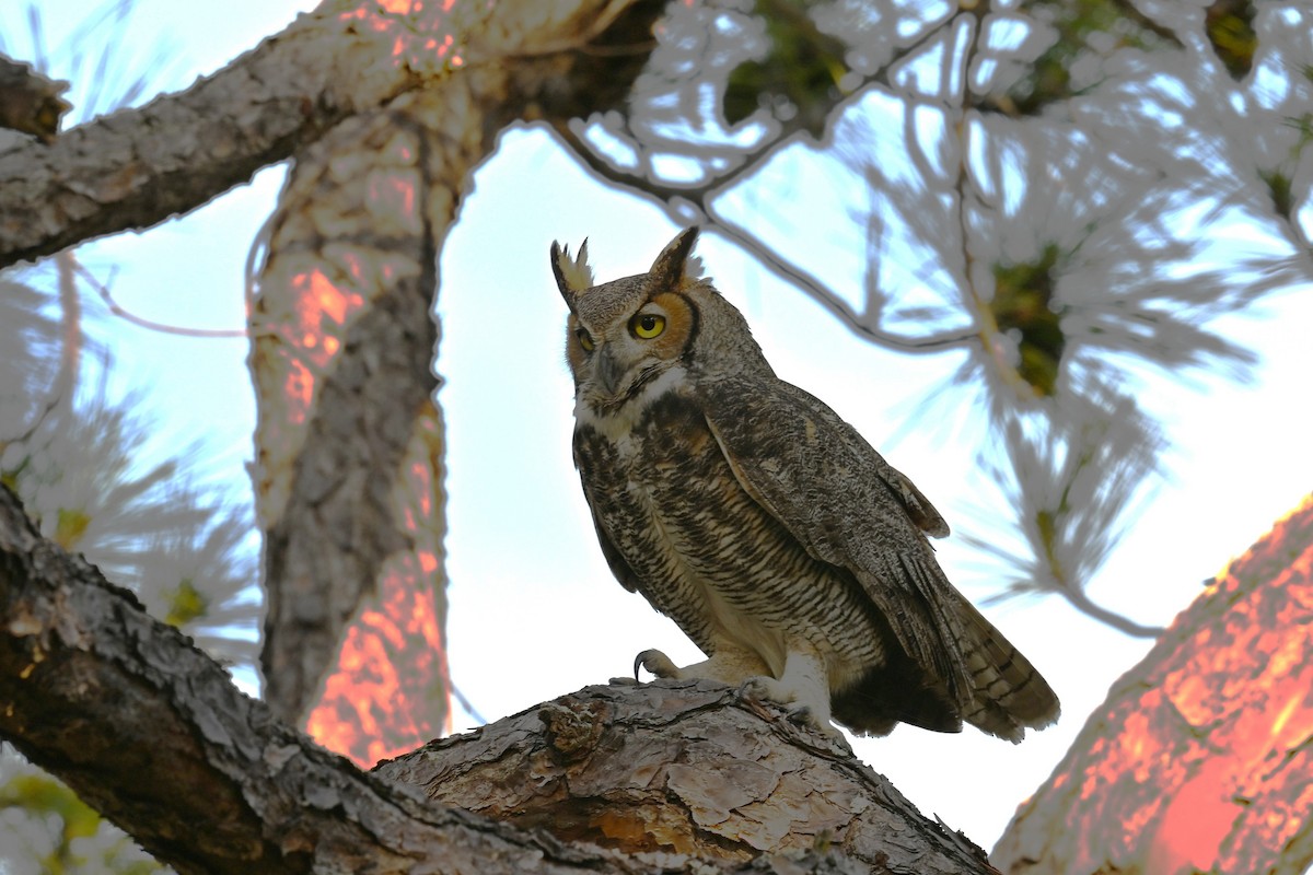 Пугач віргінський - ML646377224