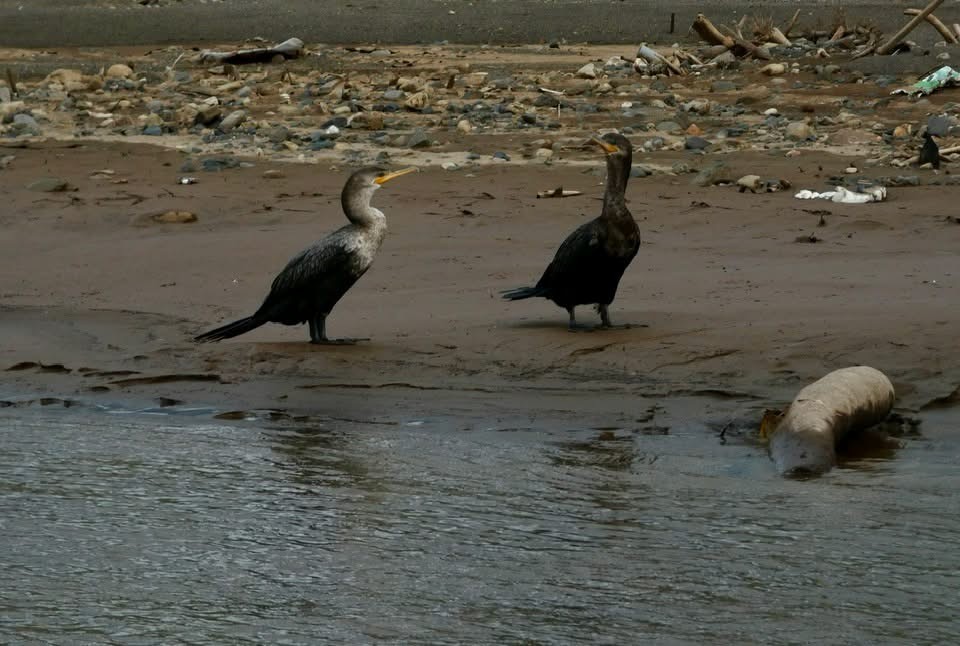 Neotropic Cormorant - ML646377227