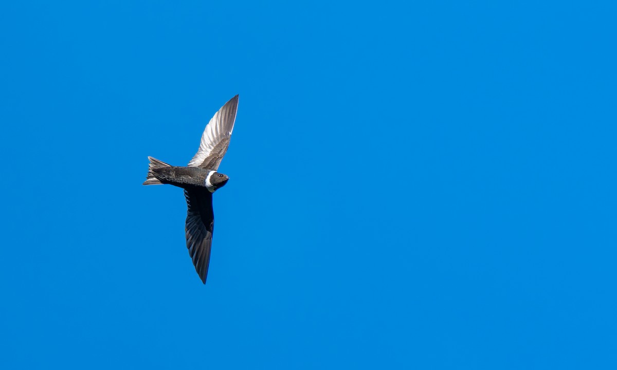 White-collared Swift - ML646377231