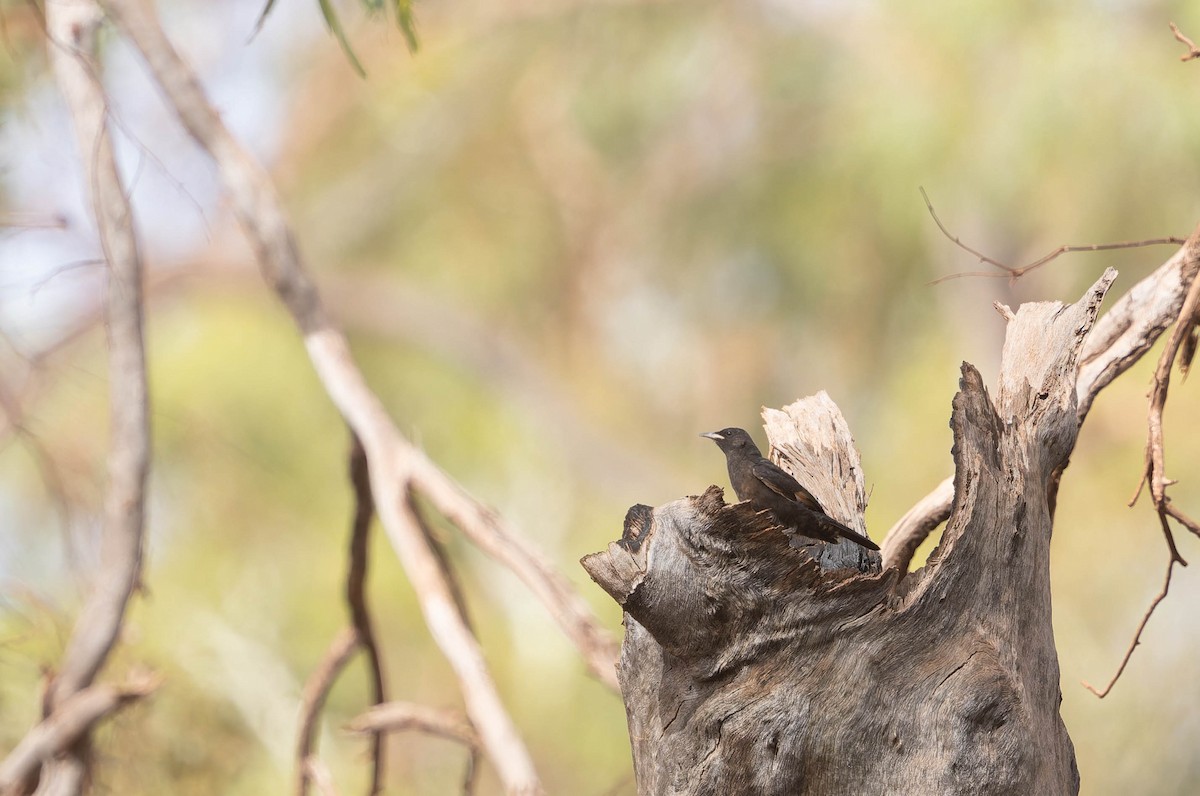 Black-tailed Treecreeper - ML646377232