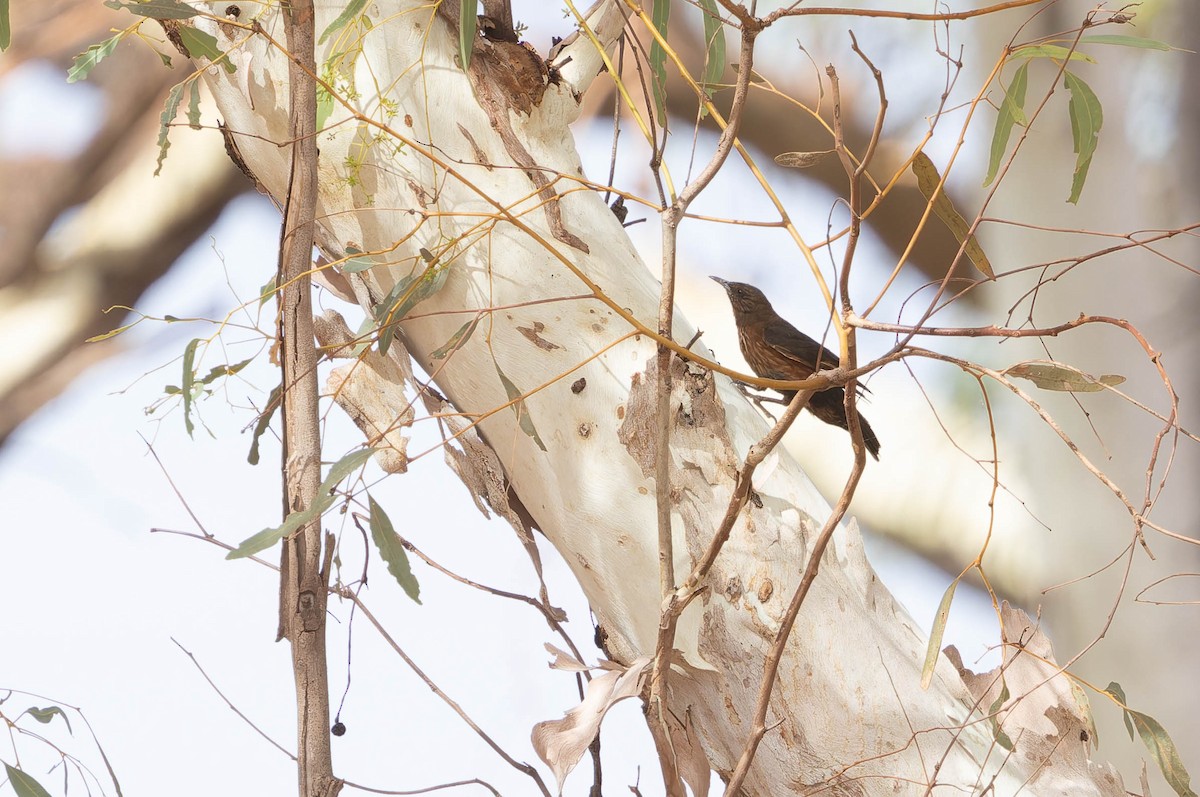 Black-tailed Treecreeper - ML646377233