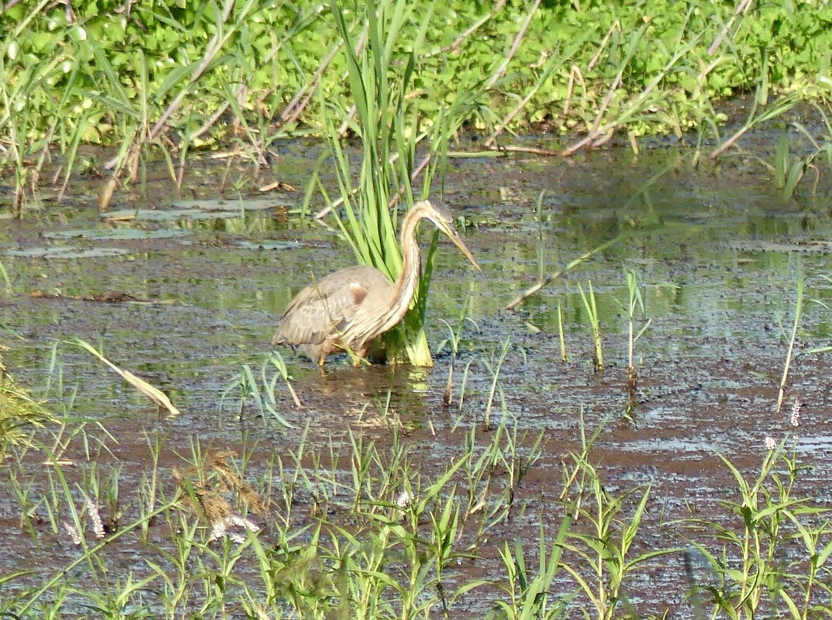 Héron pourpré - ML646377234