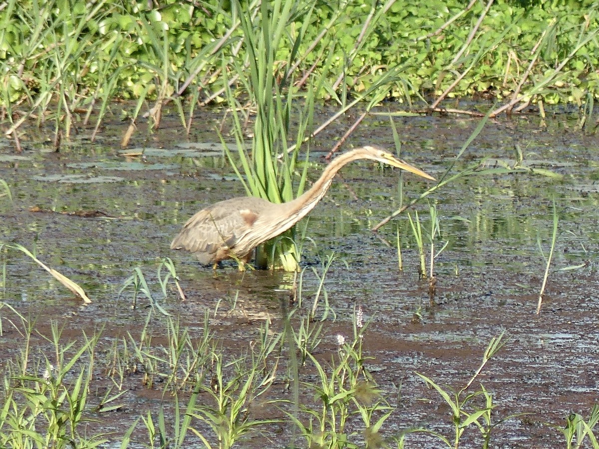 Héron pourpré - ML646377235