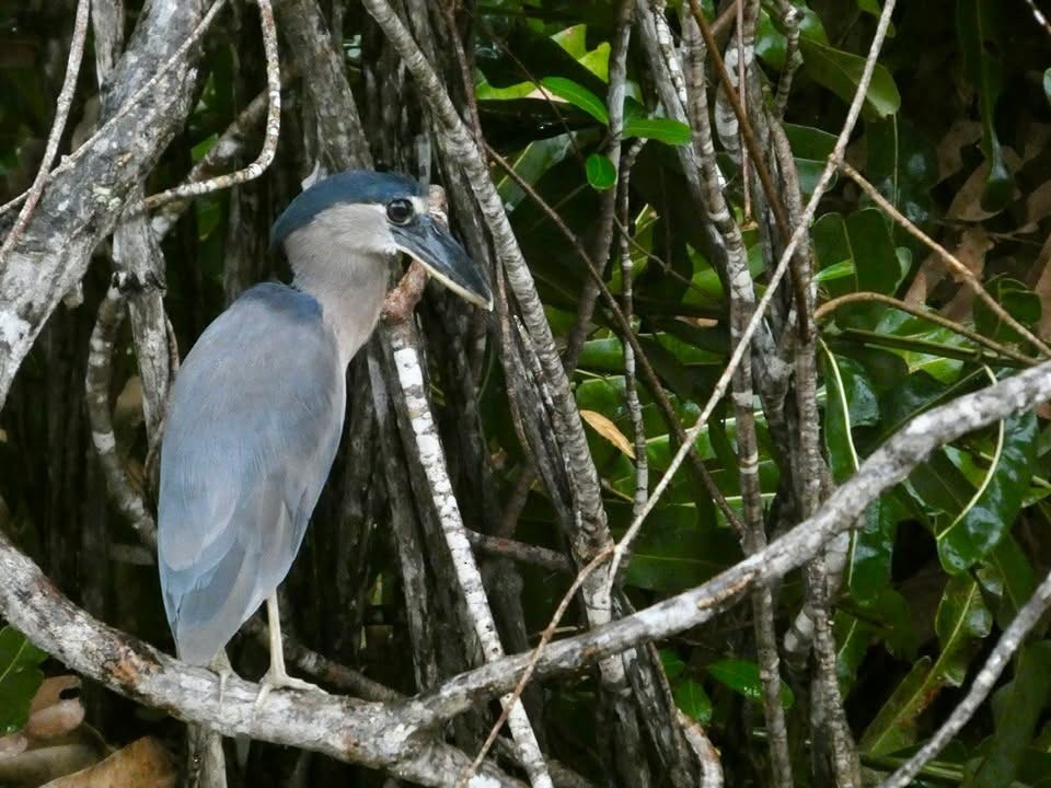 Boat-billed Heron - ML646377236