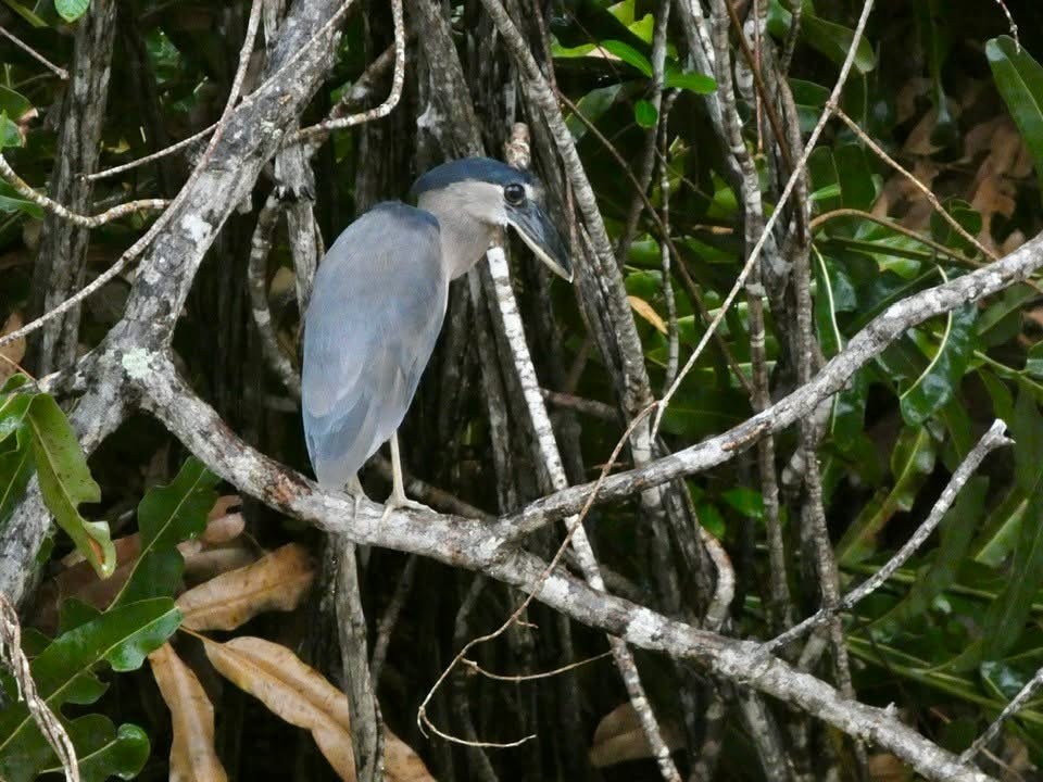 Boat-billed Heron - ML646377237