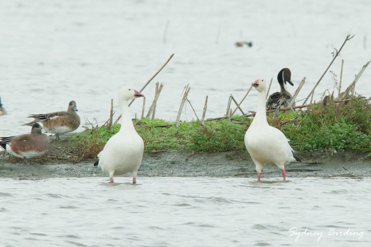 Snow Goose - ML646377239