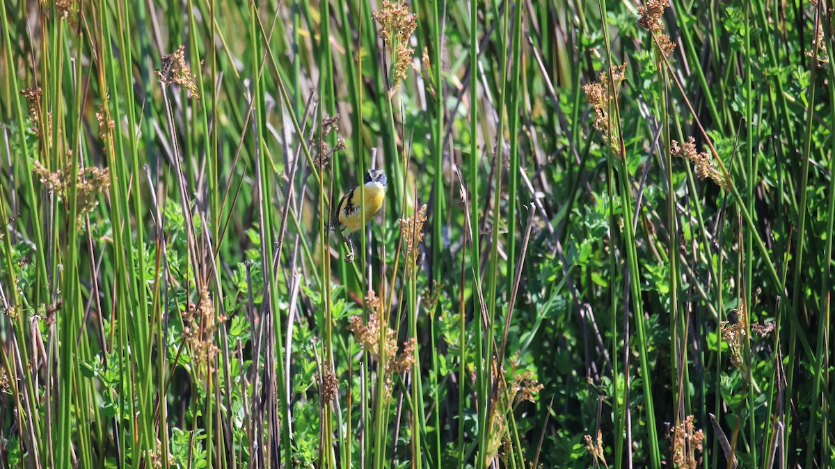 Many-colored Rush Tyrant - ML646377240