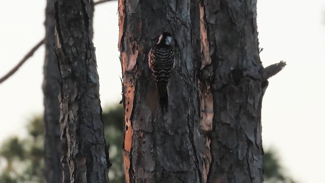Red-cockaded Woodpecker - ML646377243