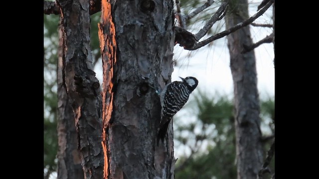 Red-cockaded Woodpecker - ML646377244