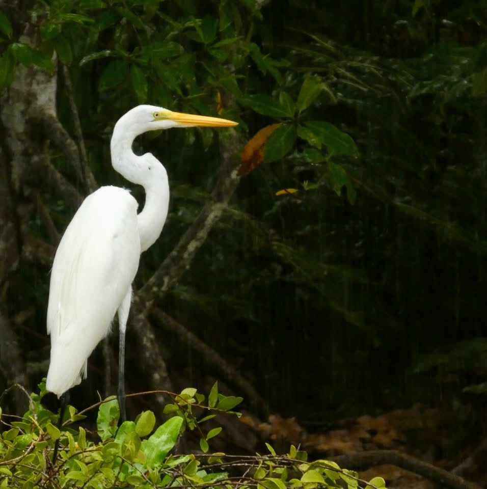 Great Egret - ML646377245