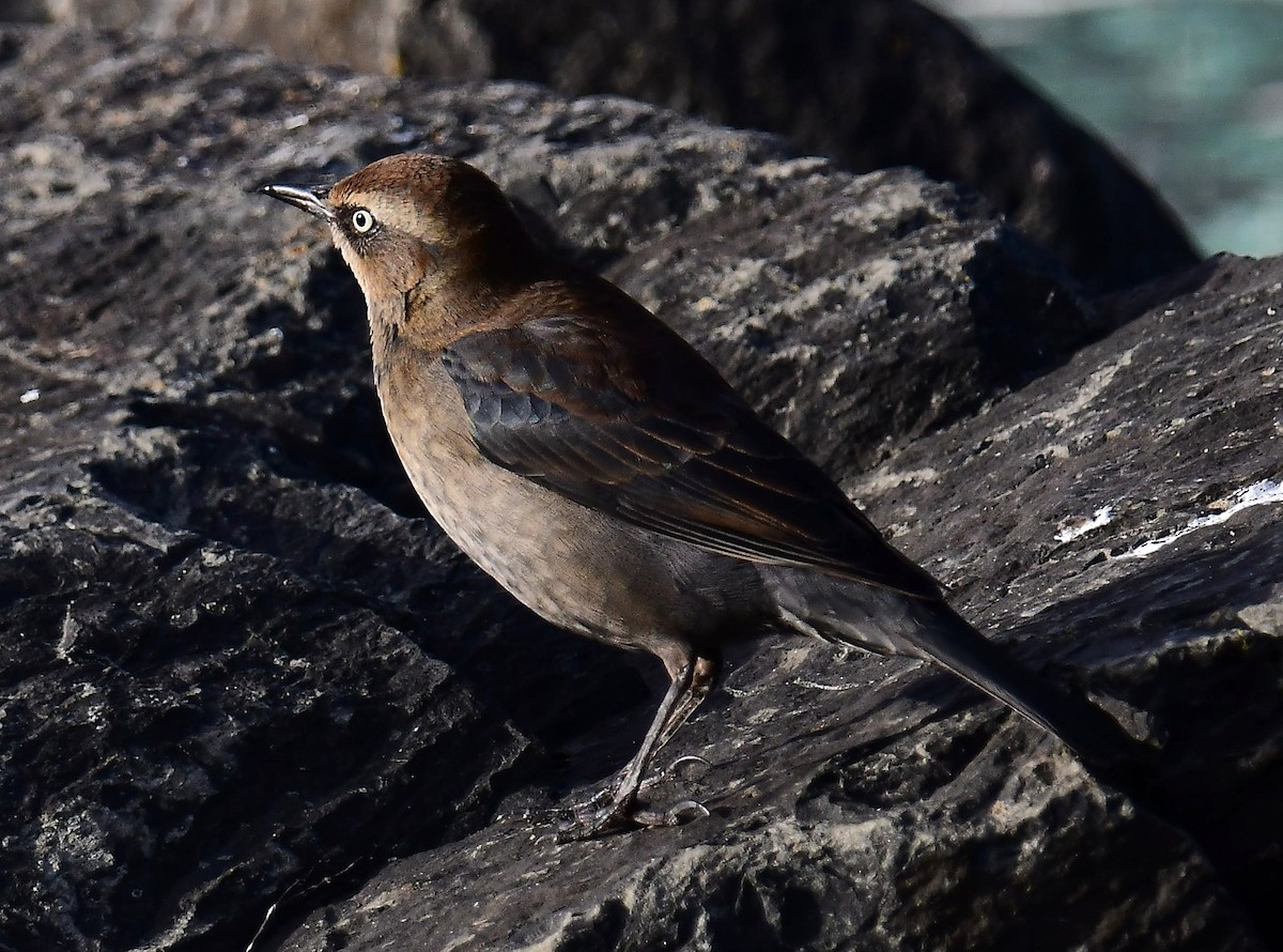 Rusty Blackbird - ML646377246