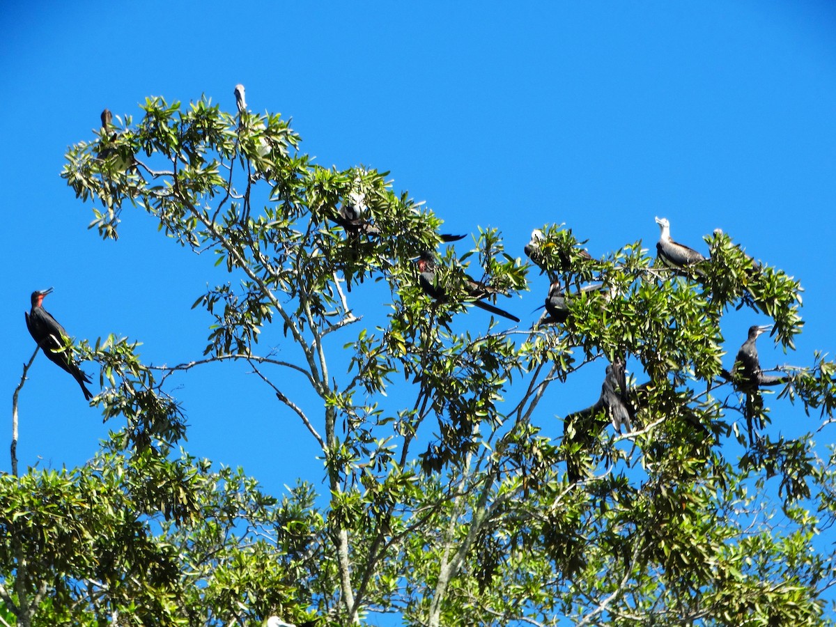 Magnificent Frigatebird - ML646377253