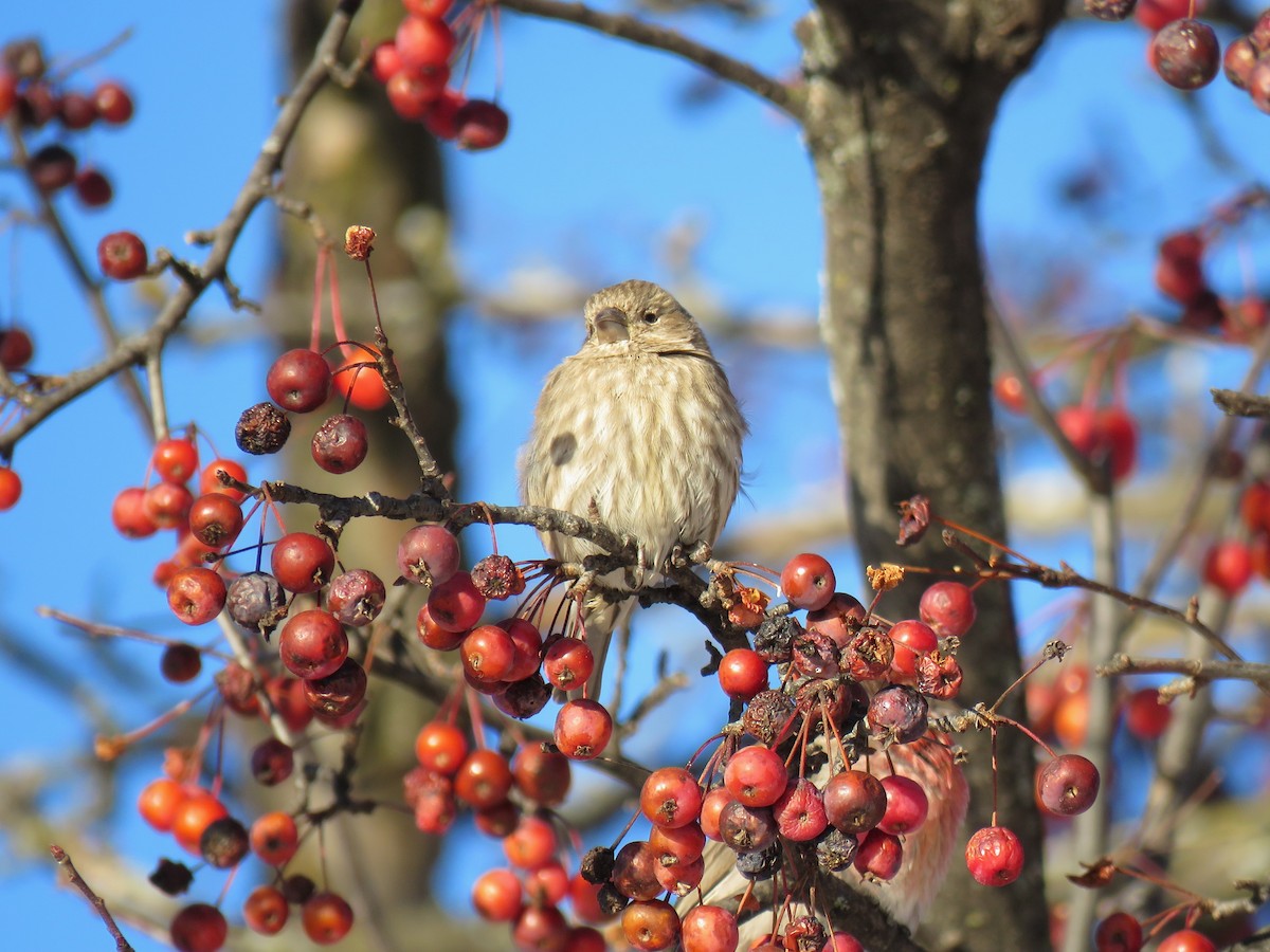 Camachuelo Mexicano - ML646377254
