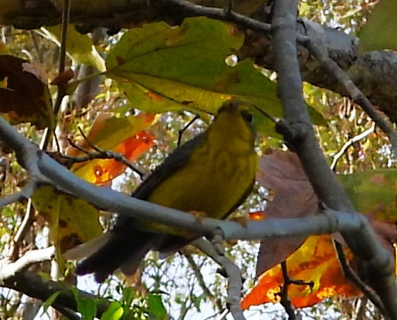 Canada Warbler - ML646377255