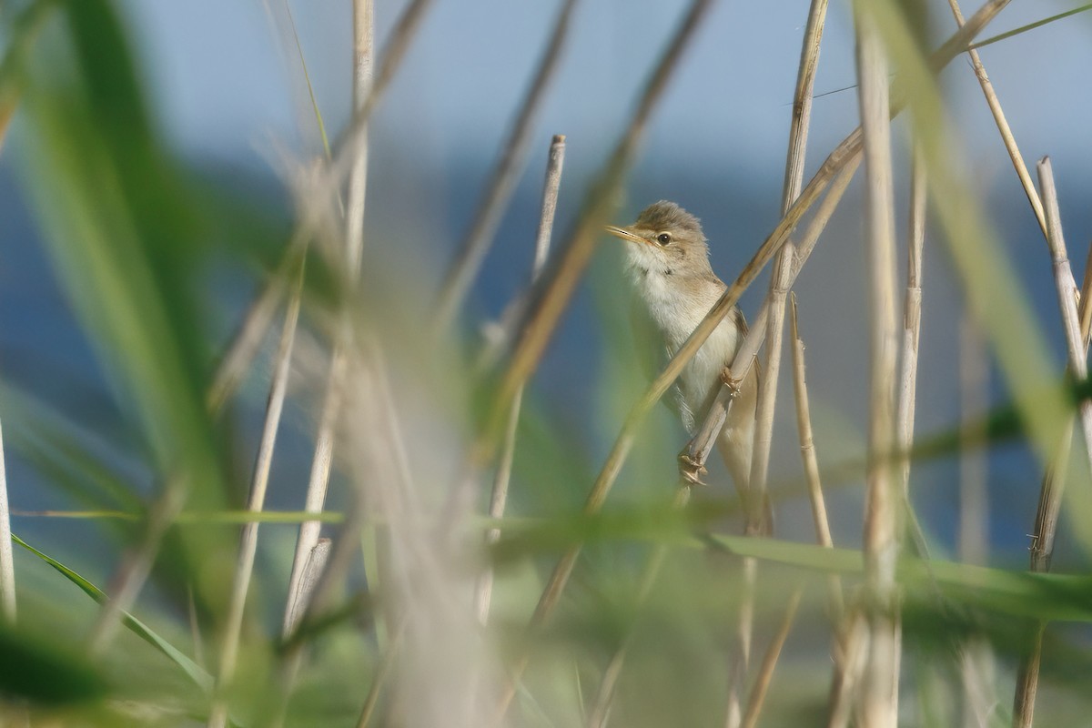 Cannaiola verdognola - ML646377256