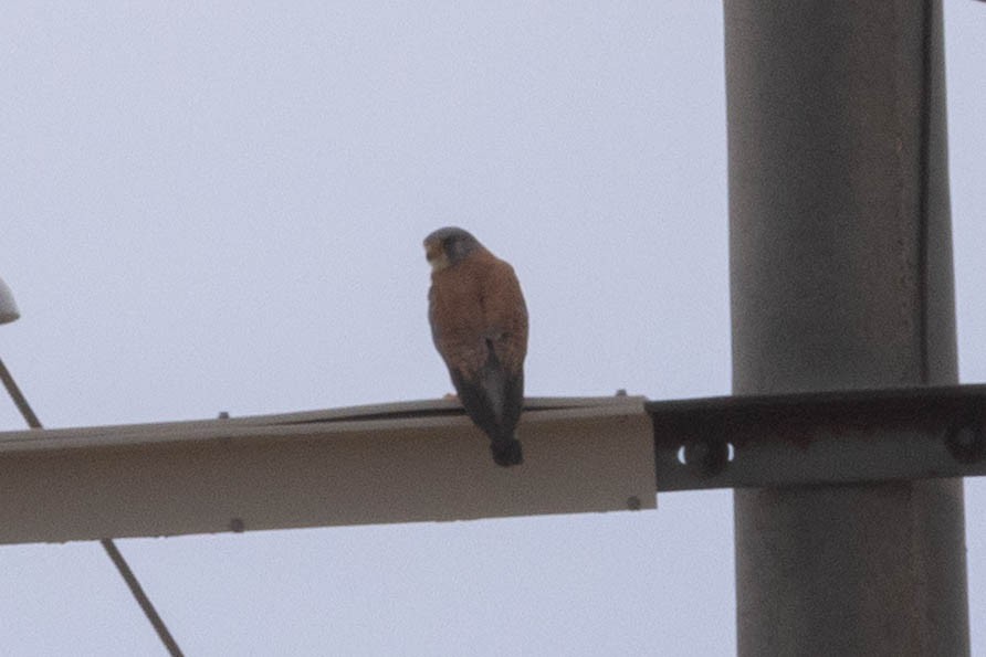 rødfalk - ML646377258