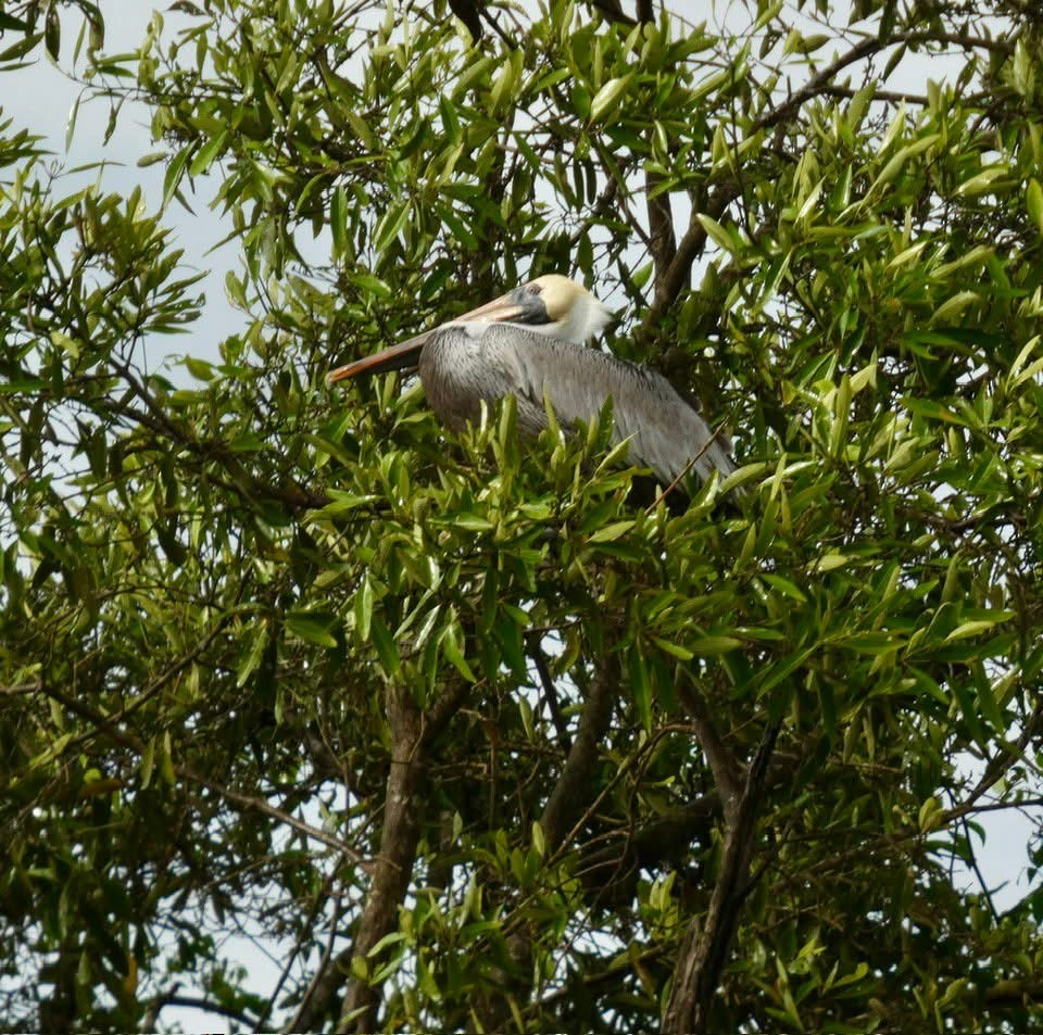 Brown Pelican - ML646377259